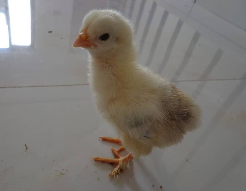 Healthy Chicks Available (Light Brahma) - Lahore 2