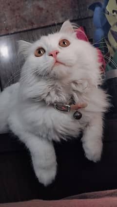 persian male cat . . . age:6 months. . . . . .