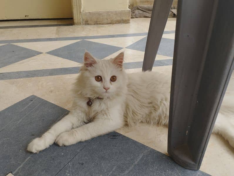 persian male cat . . . age:6 months. . . . . . 1