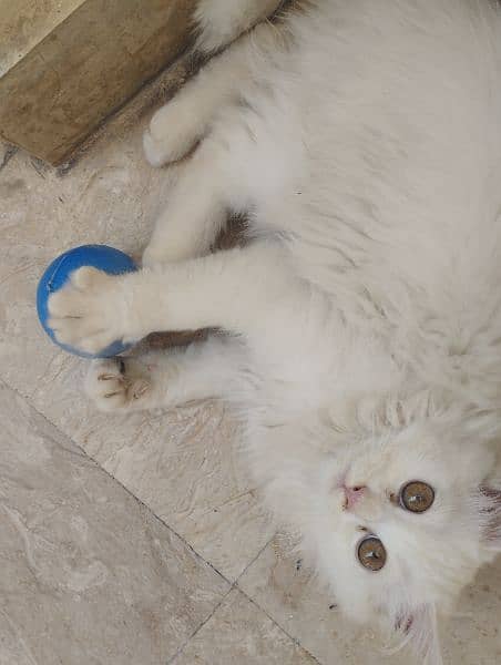 persian male cat . . . age:6 months. . . . . . 3
