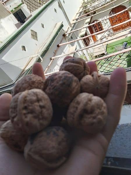 Desi Akhrot (Walnuts) (Balakot) 9