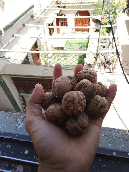 Desi Akhrot (Walnuts) (Balakot) 10
