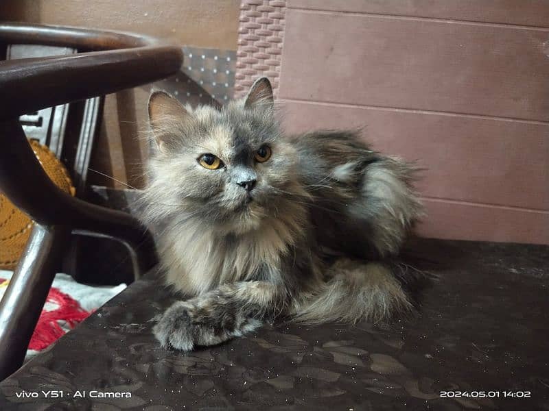 Female 3riple coat Doll face Persian cat 1