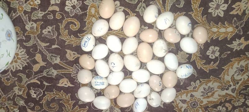 Fertile Eggs available ha good quality ka chita number 03321300166 0