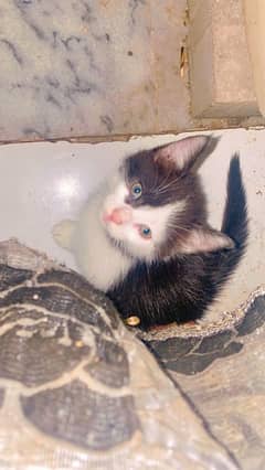 urgent selling kitten 30 days old
