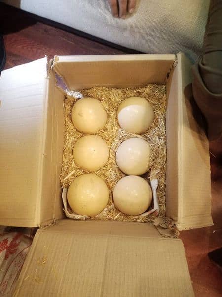 Ostrich Eggs for Sale / Fertile eggs and Egg Shell for decoration Art 0
