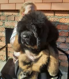 Heavy Weight Tibetan Mastiff Puppies
