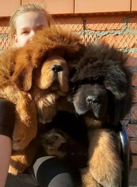 Heavy Weight Tibetan Mastiff Puppies 5