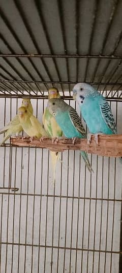 Some Birds For Sale At Reason Able Price Budgie And Love Birds 0
