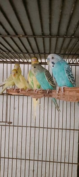 Some Birds For Sale At Reason Able Price Budgie And Love Birds 0