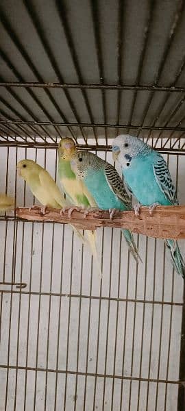 Some Birds For Sale At Reason Able Price Budgie And Love Birds 1