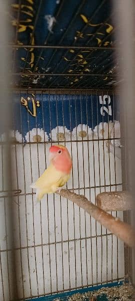Some Birds For Sale At Reason Able Price Budgie And Love Birds 2