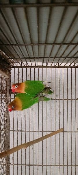 Some Birds For Sale At Reason Able Price Budgie And Love Birds 4