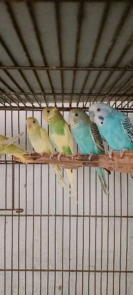 Some Birds For Sale At Reason Able Price Budgie And Love Birds 5