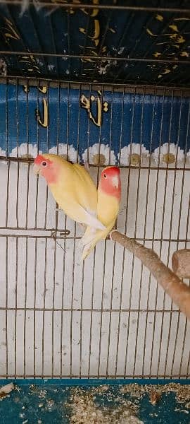 Some Birds For Sale At Reason Able Price Budgie And Love Birds 6