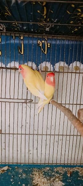 Some Birds For Sale At Reason Able Price Budgie And Love Birds 8