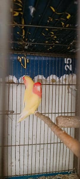 Some Birds For Sale At Reason Able Price Budgie And Love Birds 9
