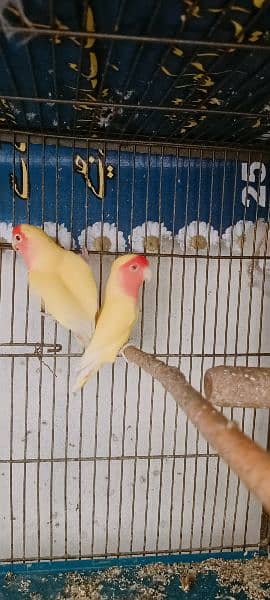 Some Birds For Sale At Reason Able Price Budgie And Love Birds 10
