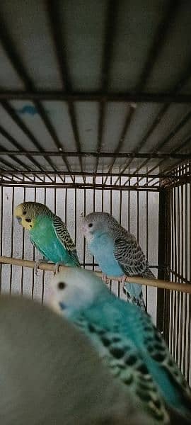 Some Birds For Sale At Reason Able Price Budgie And Love Birds 11