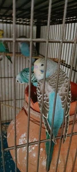 Some Birds For Sale At Reason Able Price Budgie And Love Birds 12
