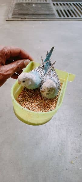 Some Birds For Sale At Reason Able Price Budgie And Love Birds 13
