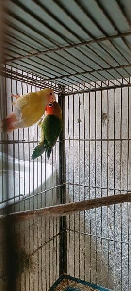 Some Birds For Sale At Reason Able Price Budgie And Love Birds 14