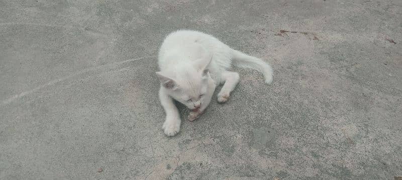 white normal baby cat 1