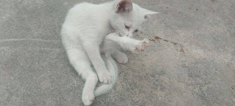 white normal baby cat 2