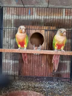pineapple conure red factor breader pair with dna
