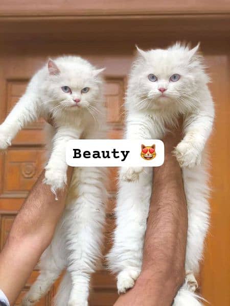 Persian cat and kitten 8