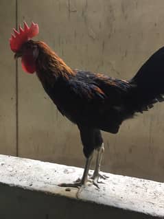 Male Golden Misri Rooster Healthy Active