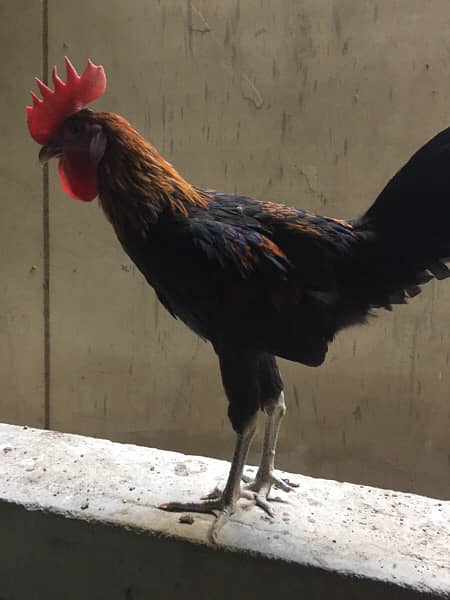 Male Golden Misri Rooster Healthy Active 0