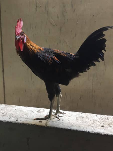 Male Golden Misri Rooster Healthy Active 1
