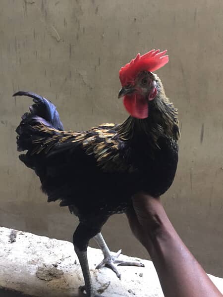 Male Golden Misri Rooster Healthy Active 2