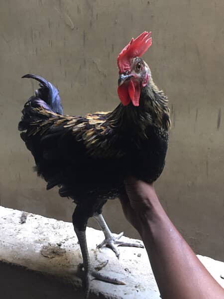 Male Golden Misri Rooster Healthy Active 3