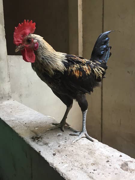 Male Golden Misri Rooster Healthy Active 4