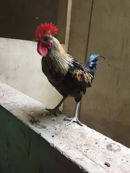Male Golden Misri Rooster Healthy Active 5