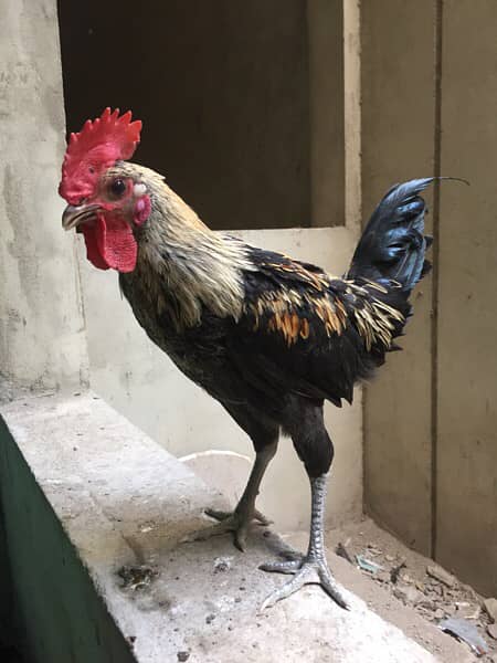 Male Golden Misri Rooster Healthy Active 6