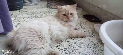 Semi Persian White Cat