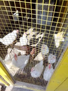 za poultry farm products
