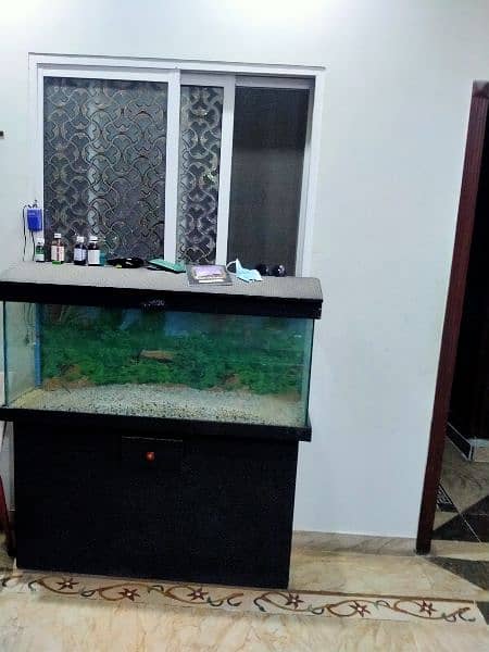 fish tank 3