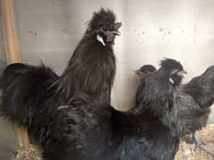 Black & Golden Silkies for Sale