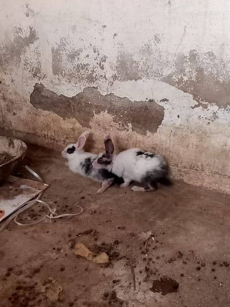 rabbits/bunnies 8