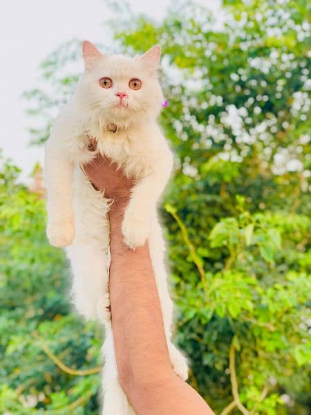 Persian cat and kitten 17