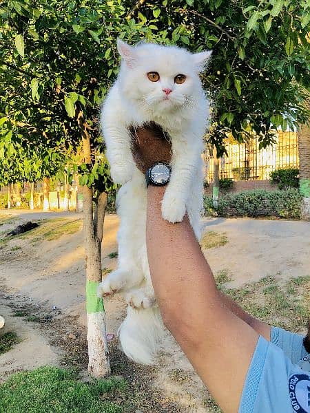 Persian cat and kitten 7