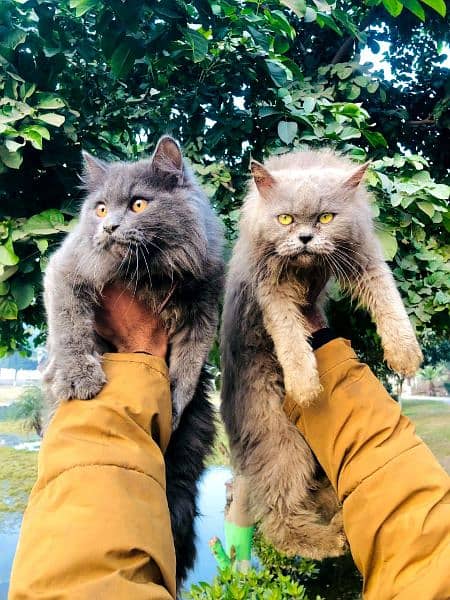 Persian cat and kitten 19