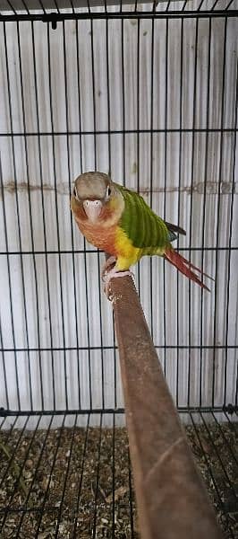 pineapple conure red Factor 0