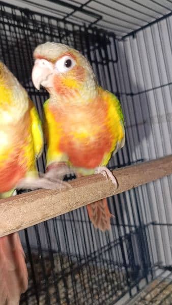 pineapple conure red Factor 6