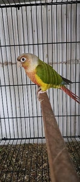 pineapple conure red Factor 7