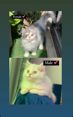 Persian triple coated calico female white male kittens pair